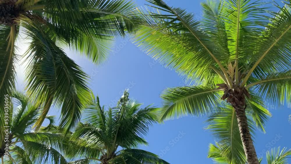 Palm trees are the main symbol of the tropical coast. They are also plants that provide important food products such as coconuts and dates. Dominican republic Palm trees are the main symbol of the tropical coast. They are also plants that provide important food products such as coconuts and dates. Dominican republic