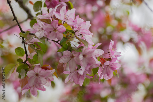 Crabapple Blossoms 2