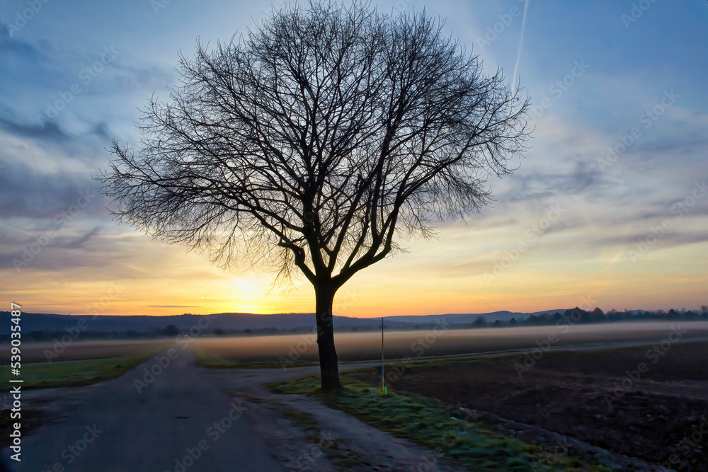 Fototapeta premium Baum