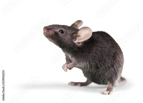 Canvas Print Mouse