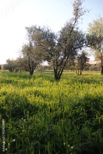 Olive trees or gardens, olive trees, which are raw materials of olive oil, in sunny weather, in their natural environment