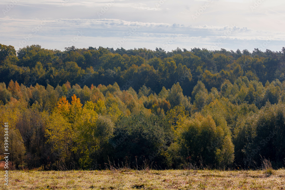 Fototapeta premium Beginning of Autumn forest with warm sunlight in the morning. Hillside with colourful leaves on the trees in the wood under blue sky, Landscape view of Limburg, Southern part of Holland, Netherlands.