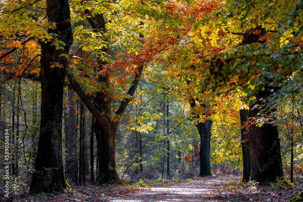 Naklejka premium Gravel or soil path in the wood with colourful yellow orange leaves on the tree, Forest in autumn season with soft sunlight shining through the tree and brown leafs on the ground, Nature background.