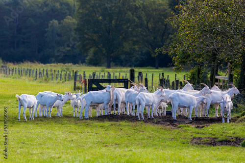 Bilde på lerret A group of domestic white goat standing on green grass meadow, The goat is a member of the animal family Bovidae and the subfamily Caprinae, Open farm in countryside, Netherlands