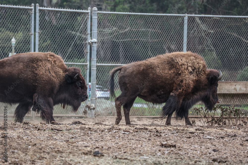Fototapeta premium American bison in Bison Paddock,Golden Gate Park.