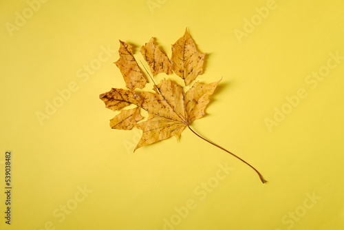 The symbol of autumn, a yellow leaf on a yellow background, a place for the inscription