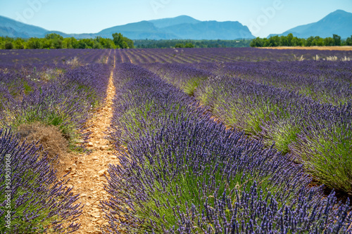 Lavender fields in Plateau de Valensole in Summer. Alpes de Haute Provence  PACA Region  France