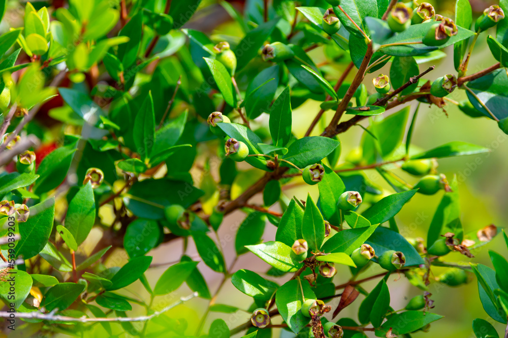 Botanical collection, leaves and berries of myrtus communis or true myrtle plant growing in garden Botanical collection, leaves and berries of myrtus communis or true myrtle plant growing in garden