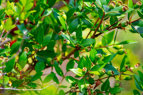 Wallpaper Mural Botanical collection, leaves and berries of myrtus communis or true myrtle plant growing in garden Torontodigital.ca