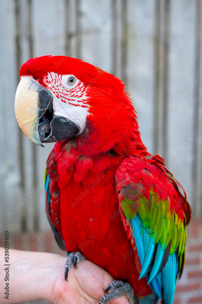 Large colorful South American macaw ara parrot close up