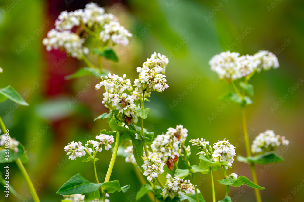 Summer blossom of fagopyrum esculentum or buckwheat plant, healthy vegetarian food Summer blossom of fagopyrum esculentum or buckwheat plant, healthy vegetarian food