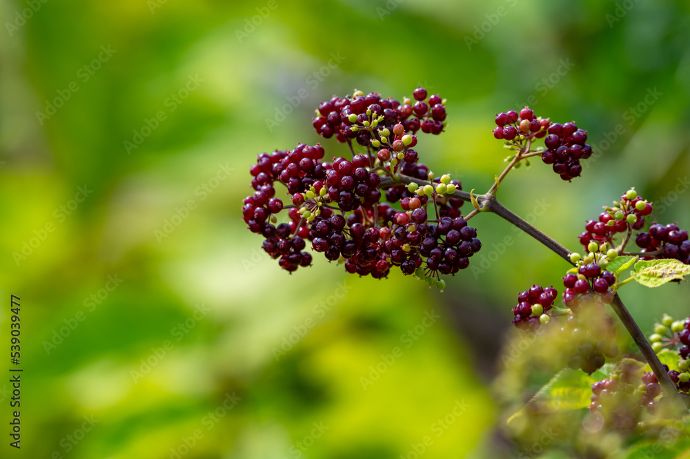 Woody shrub of Eleutherococcus senticosus or Siberian ginseng or eleuthero used in traditional Chinese medicine Woody shrub of Eleutherococcus senticosus or Siberian ginseng or eleuthero used in traditional Chinese medicine