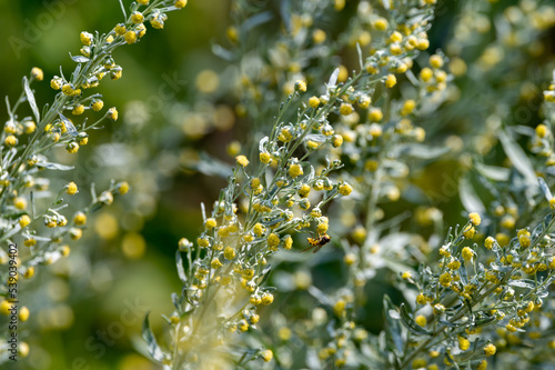 Botanical collection, leaves and berries of silver mound artemisia absinthum medicinal plant photo