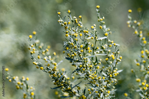 Tableau sur toile Botanical collection, leaves and berries of silver mound artemisia absinthum med