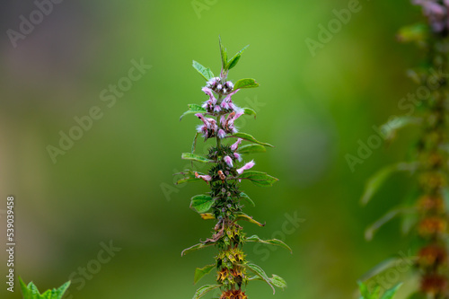 Medicinal plant leonurus cadriaca or motherwort growing in garden © barmalini