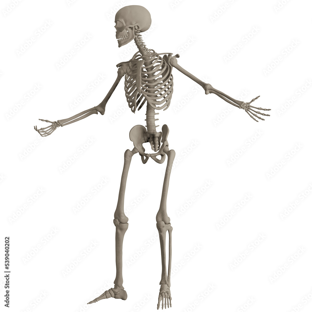 skeleton posing 3d render illustration skeleton posing 3d render illustration