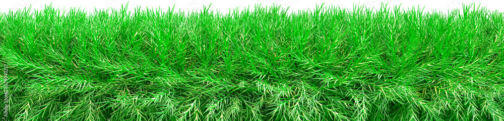 Border of realistic fir branches, 3d render. Frame with branches of a Christmas tree. Flooring of pine branches, on transparent background Border of realistic fir branches, 3d render. Frame with branches of a Christmas tree. Flooring of pine branches, on transparent background