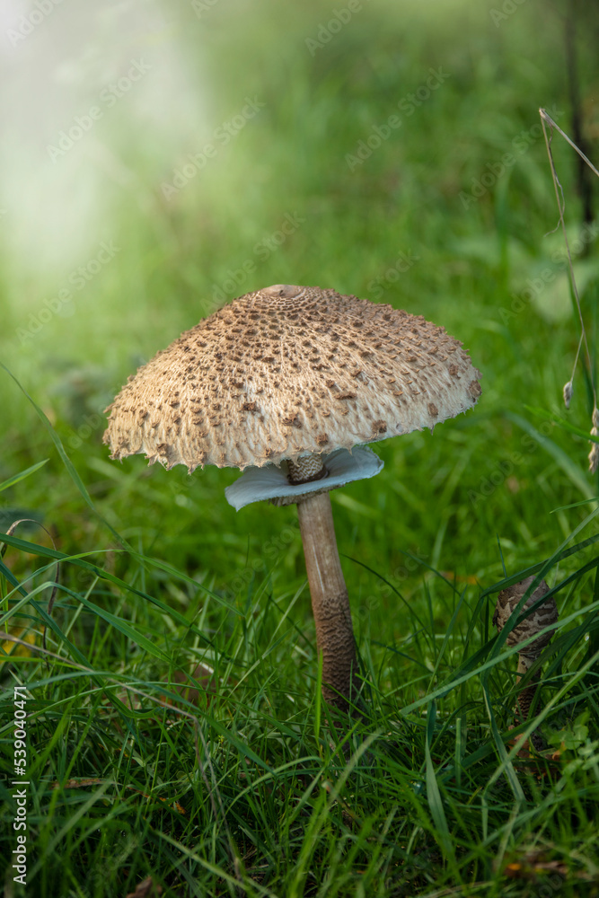Macrolepiota procera - parasol mushroom growing in the forest. Mushroom picking Macrolepiota procera - parasol mushroom growing in the forest. Mushroom picking