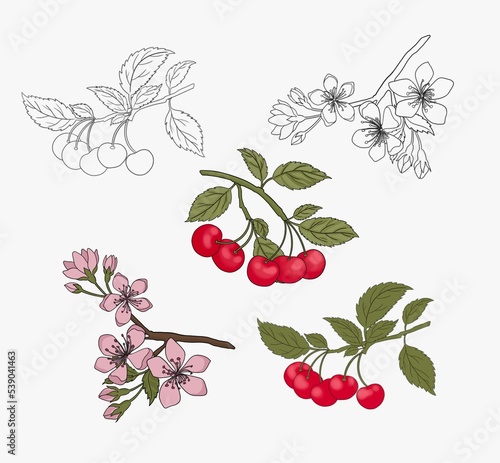 Set of watercolor sakura flowers isolated on white background. Cherry berries, bunch of cherries, flowering branch and branch with cherries, unripe and rotten cherries. Perfume for wedding card