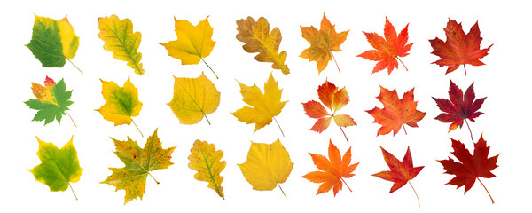 Set of green, yellow, orange and red leaves isolated transparent png. Autumn colored canada and japanese maple, oak, grape, platan leaves gradient. Transition from summer to fall.