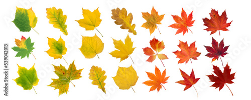Set of green, yellow, orange and red leaves isolated transparent png. Autumn colored canada and japanese maple, oak, grape, platan leaves gradient. Transition from summer to fall.
