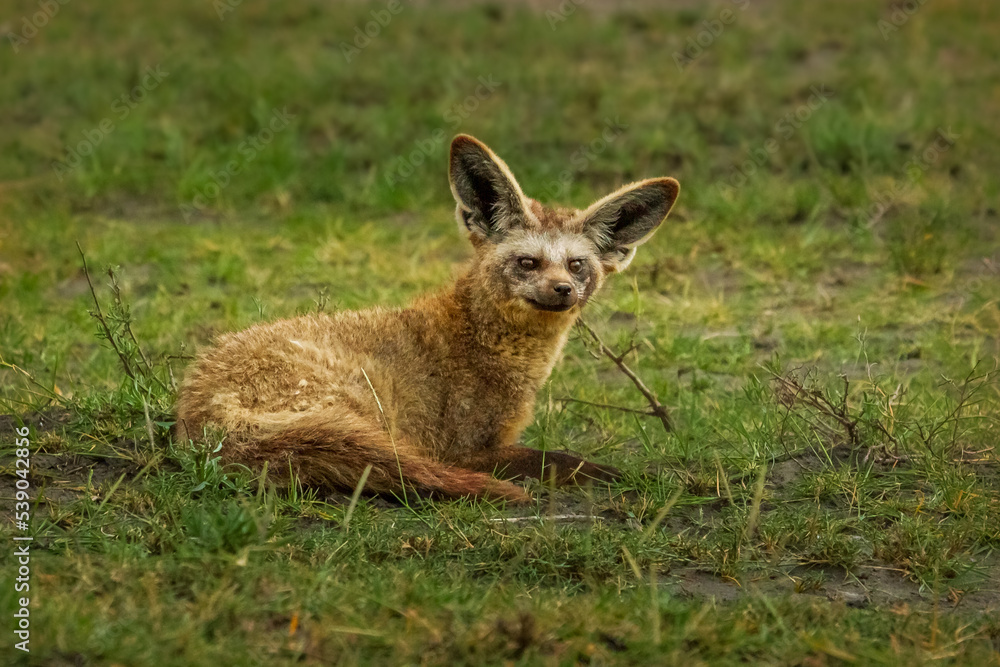 Bat-Earned Fox, Serengeti, Tanzania