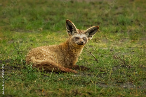 Fototapeta Naklejka Na Ścianę i Meble -  Bat-Earned Fox, Serengeti, Tanzania