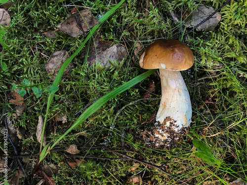Mushroom in the forest in the grass. Natural background. Healthy vegetarian food. Tasty food.