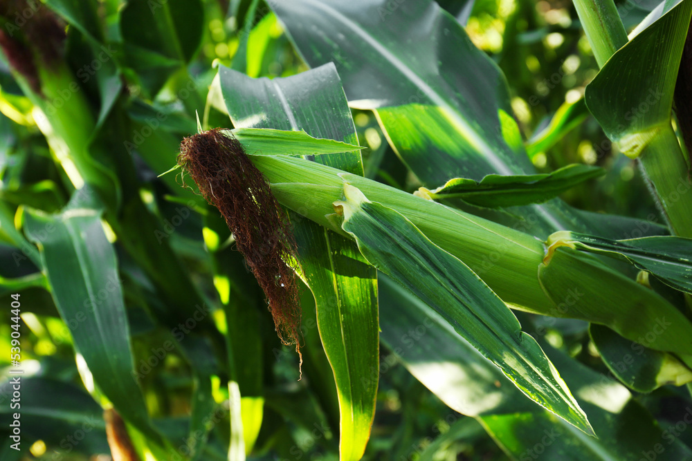 Ripe corn cob in field, closeup view Ripe corn cob in field, closeup view