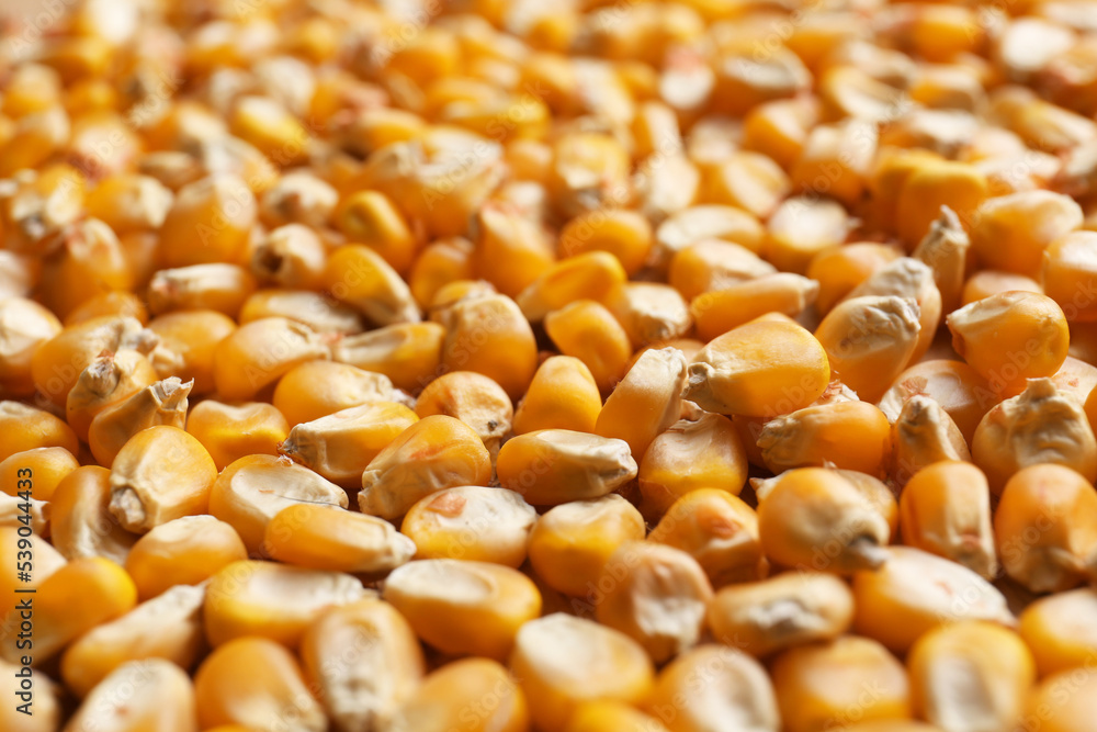 Delicious ripe corn seeds as background, closeup Delicious ripe corn seeds as background, closeup