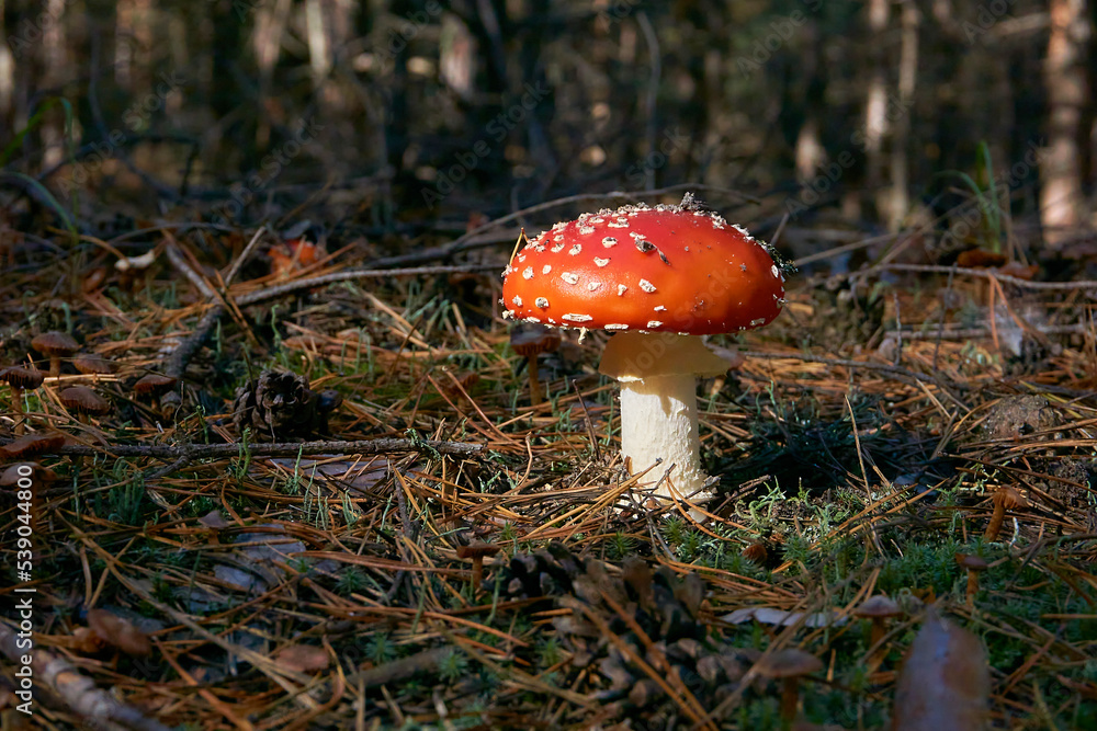Fly agaric in a clearing, among dry fallen pine needles and branches, illuminated by the rays of the sun, pine forest Fly agaric in a clearing, among dry fallen pine needles and branches, illuminated by the rays of the sun, pine forest