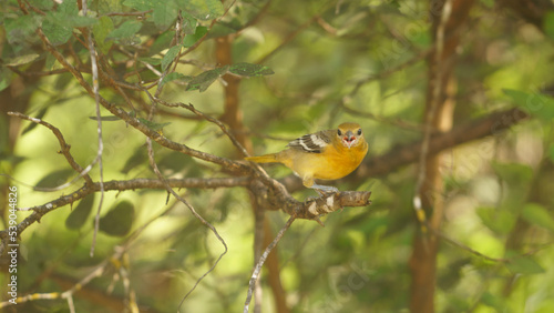 Εκτύπωση καμβά oriole