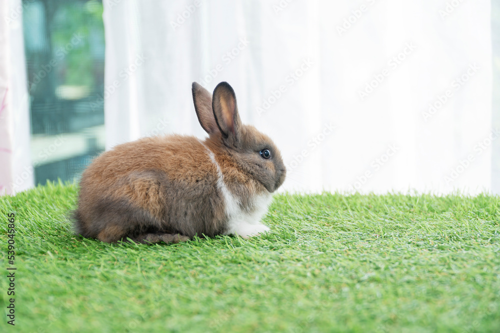 Fluffy rabbit bunny sitting green grass in spring summer background. Infant dwarf bunny brown white rabbit playful on lawn with white background. Cute animal furry pet concept. Fluffy rabbit bunny sitting green grass in spring summer background. Infant dwarf bunny brown white rabbit playful on lawn with white background. Cute animal furry pet concept.
