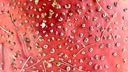 the texture of red mushroom fly agaric