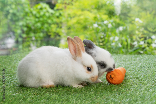 Two adorable baby rabbit bunny eating fresh orange carrot sitting together on green grass over bokeh nature background. Little rabbit furry bunny eat fresh carrot. Easter animals family bunny concept.