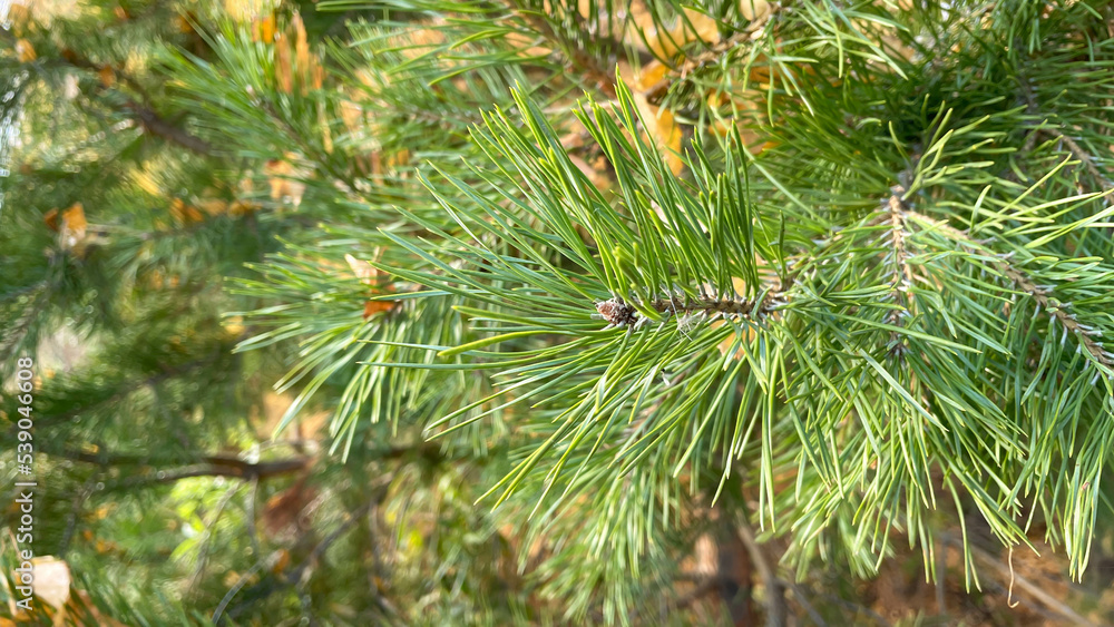 a green branch of a pine tree in the forest a green branch of a pine tree in the forest