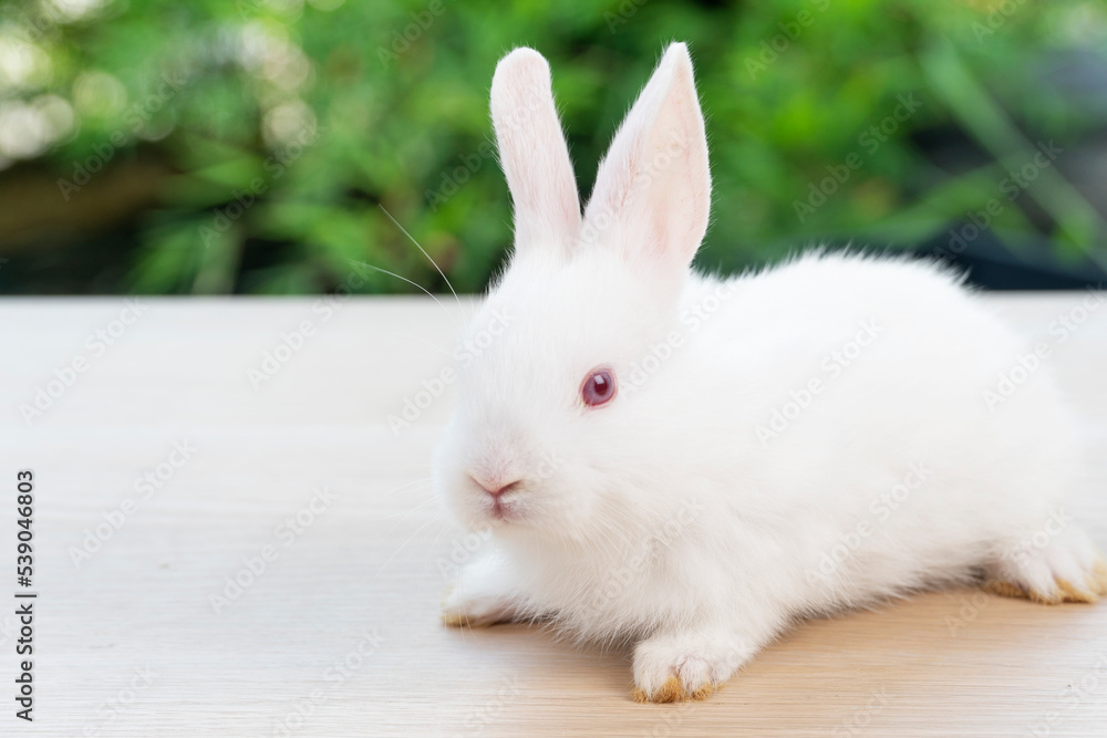 Lovely baby rabbit furry bunny looking something sitting alone on wooden over blurred green nature background. Adorable little bunny ears rabbit sitting on green spring time. Easter animal concept. Lovely baby rabbit furry bunny looking something sitting alone on wooden over blurred green nature background. Adorable little bunny ears rabbit sitting on green spring time. Easter animal concept.