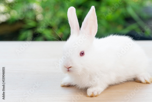 Lovely baby rabbit furry bunny looking something sitting alone on wooden over blurred green nature background. Adorable little bunny ears rabbit sitting on green spring time. Easter animal concept.