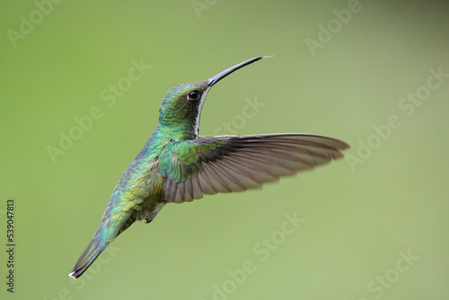 Obraz na plátně Beija-flor-de-veste-preta (Anthracothorax nigricollis)