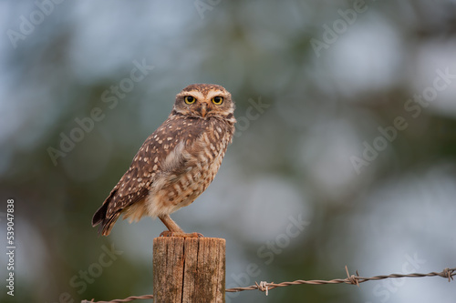 coruja-buraqueira (Athene cunicularia)