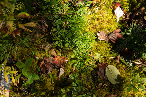 overhead view of mossy ground of forest floor with green plants like growing spruce pine conifer tree sprouts