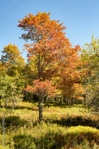 Bright colors of red orange yellow gold green and brown on a tall deciduous tree with leaf foliage changing leaves in fall autumn season