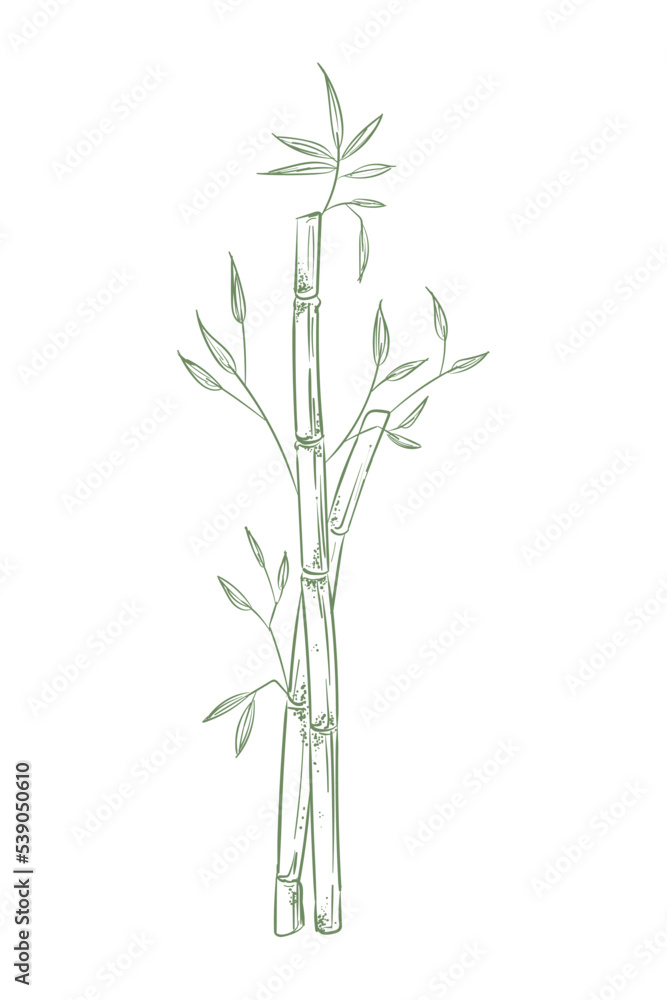 nature bamboo design nature bamboo design