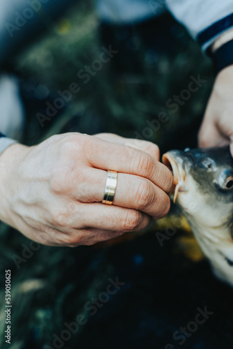 Close-up of a fish hooked by the mouth. Male hands take out the bait. Fishing.