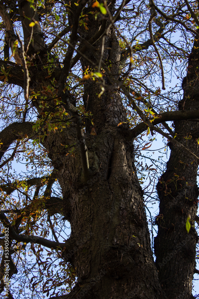 Obraz premium big old tree. squirrel on a tree. autumn atmosphere. find a squirrel