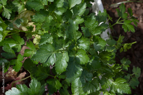 Fresh cooking goods. Closeup view of parsley growing in the kitchen garden.
