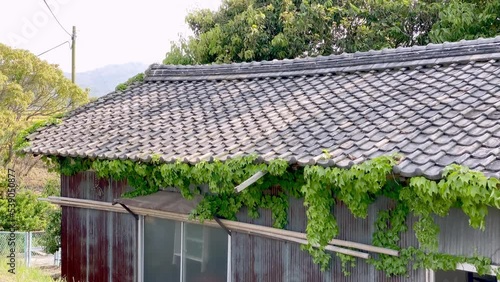 廃屋　瓦屋根を覆う蔓の植物