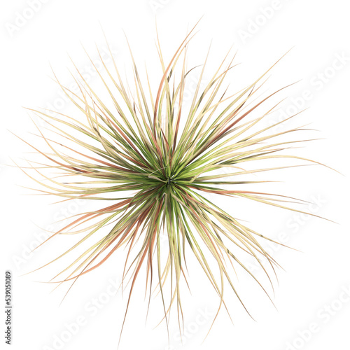 spear grass,needle grass isolated photo