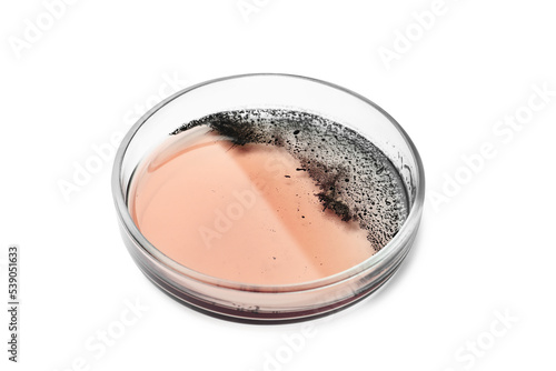 Petri dish with bacteria colony isolated on white