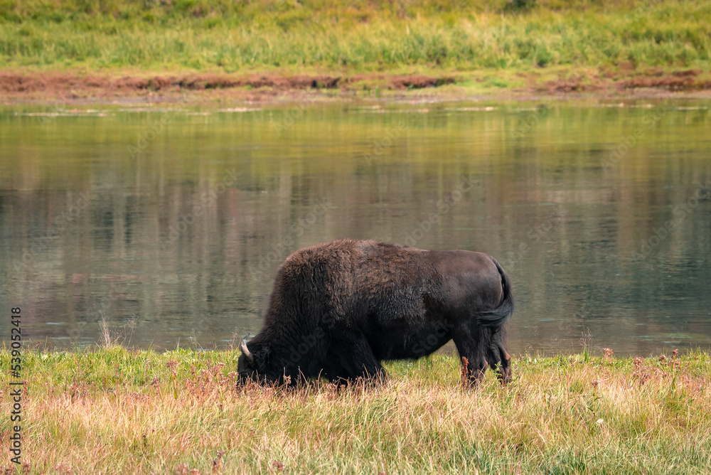 A herd of bison moves quickly along the Firehole River in Yellowstone National Park near Midway Geyser Basin. American Bison or Buffalo in Yellowstone National Park USA Wayoming A herd of bison moves quickly along the Firehole River in Yellowstone National Park near Midway Geyser Basin. American Bison or Buffalo in Yellowstone National Park USA Wayoming